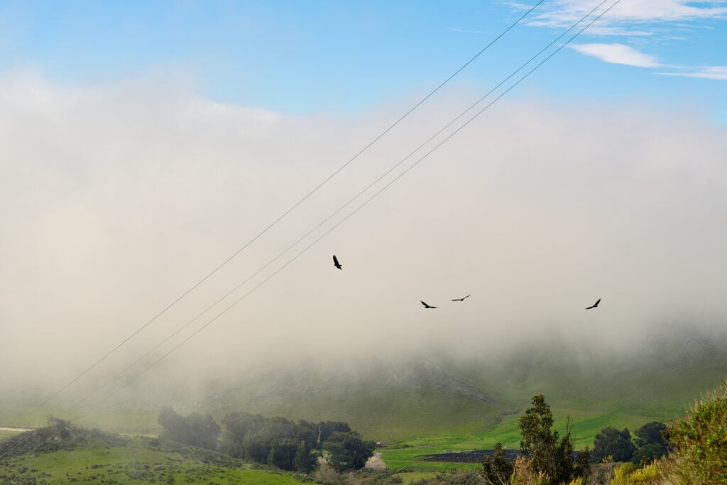 Photo of four turkey vultures flying in a fog bank with blue sky above and a green valley below. There are 4 power lines diagonally across the frame as they go up to the top of Cerro San Luis.