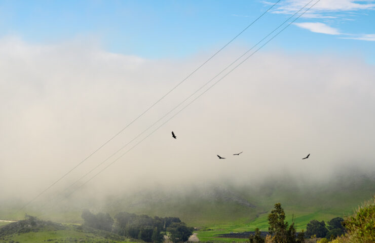 Photo of four turkey vultures flying in a fog bank with blue sky above and a green valley below. There are 4 power lines diagonally across the frame as they go up to the top of Cerro San Luis.